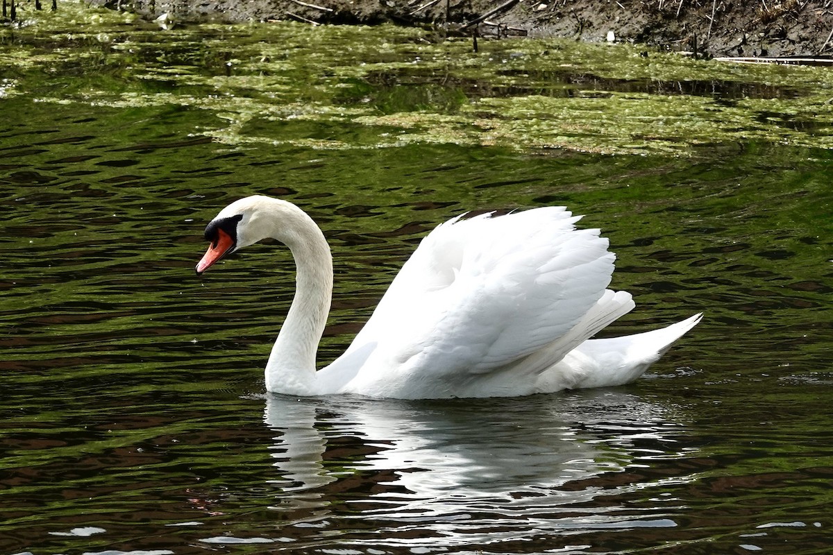 Mute Swan - Kenna Sue Trickey