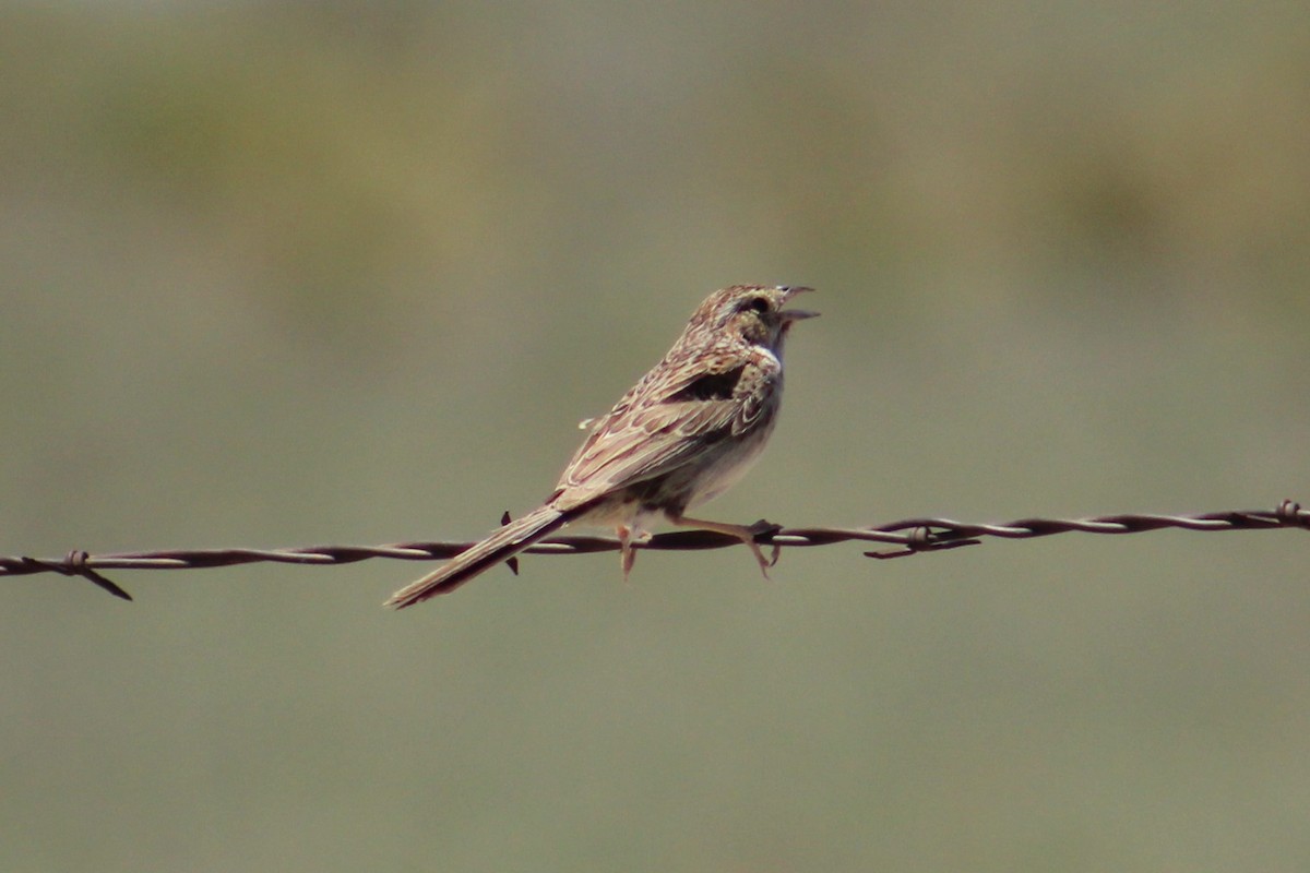 Cassin's Sparrow - Adair Bock