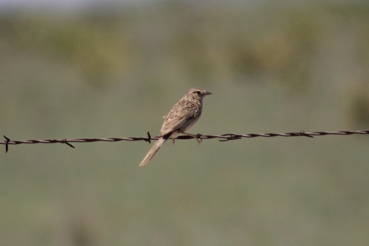 Cassin's Sparrow - Adair Bock