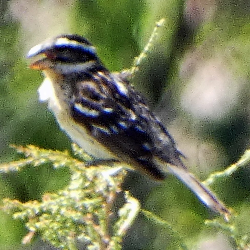 Black-headed Grosbeak - C Fred Zeillemaker