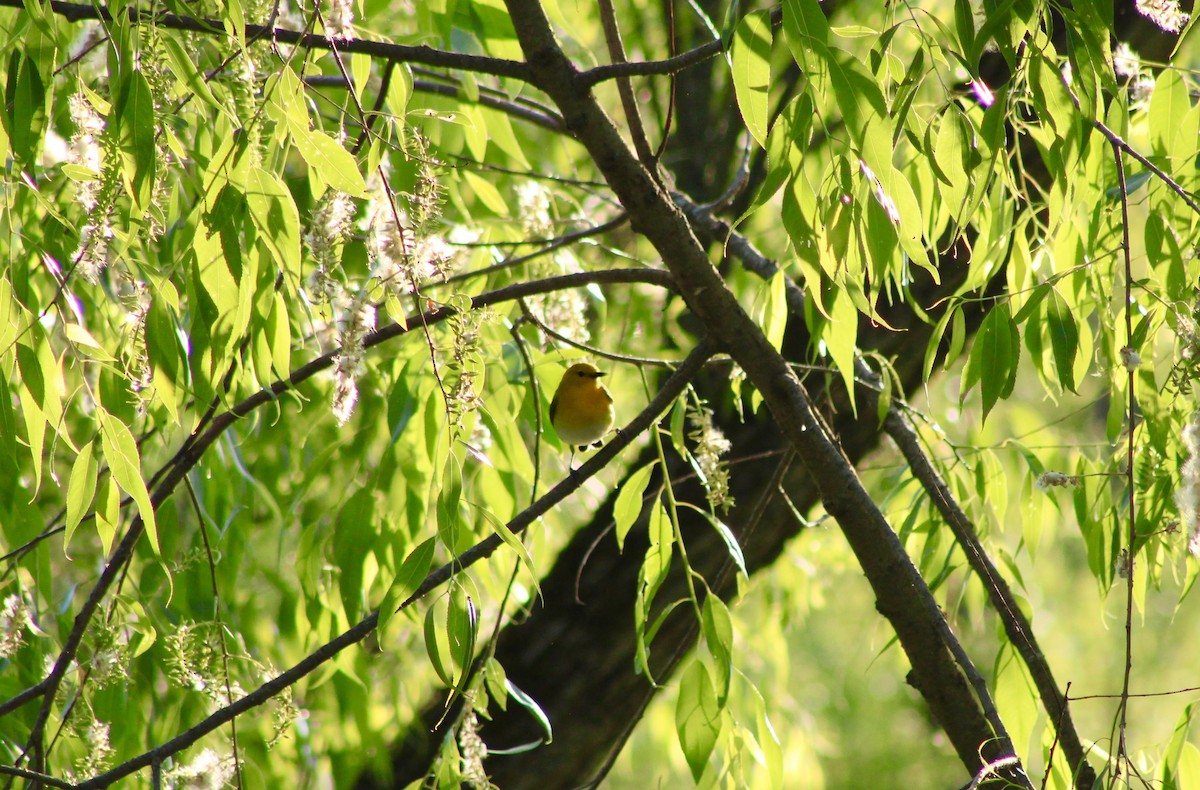 Prothonotary Warbler - India Digiacomo