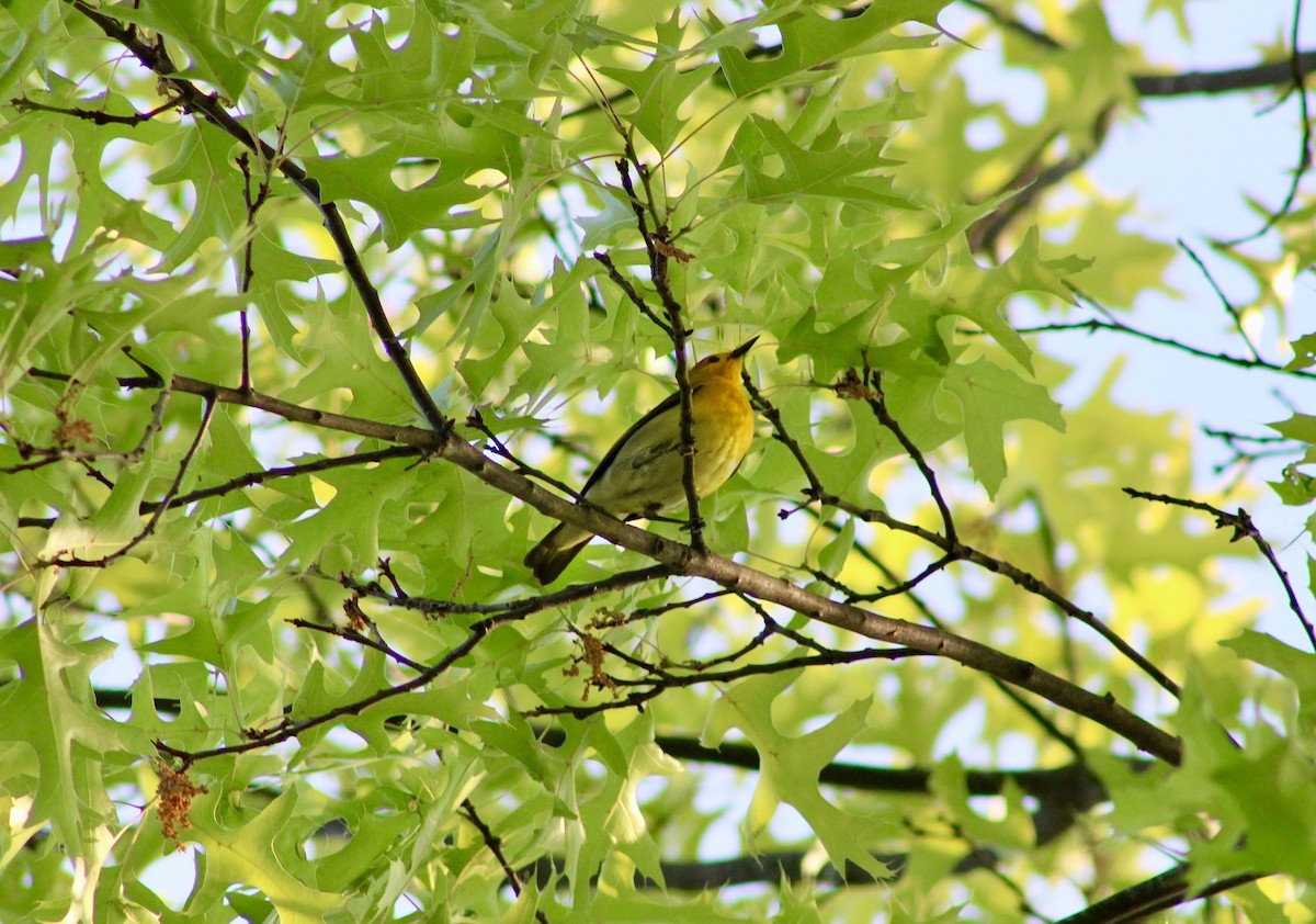 Prothonotary Warbler - ML619468342