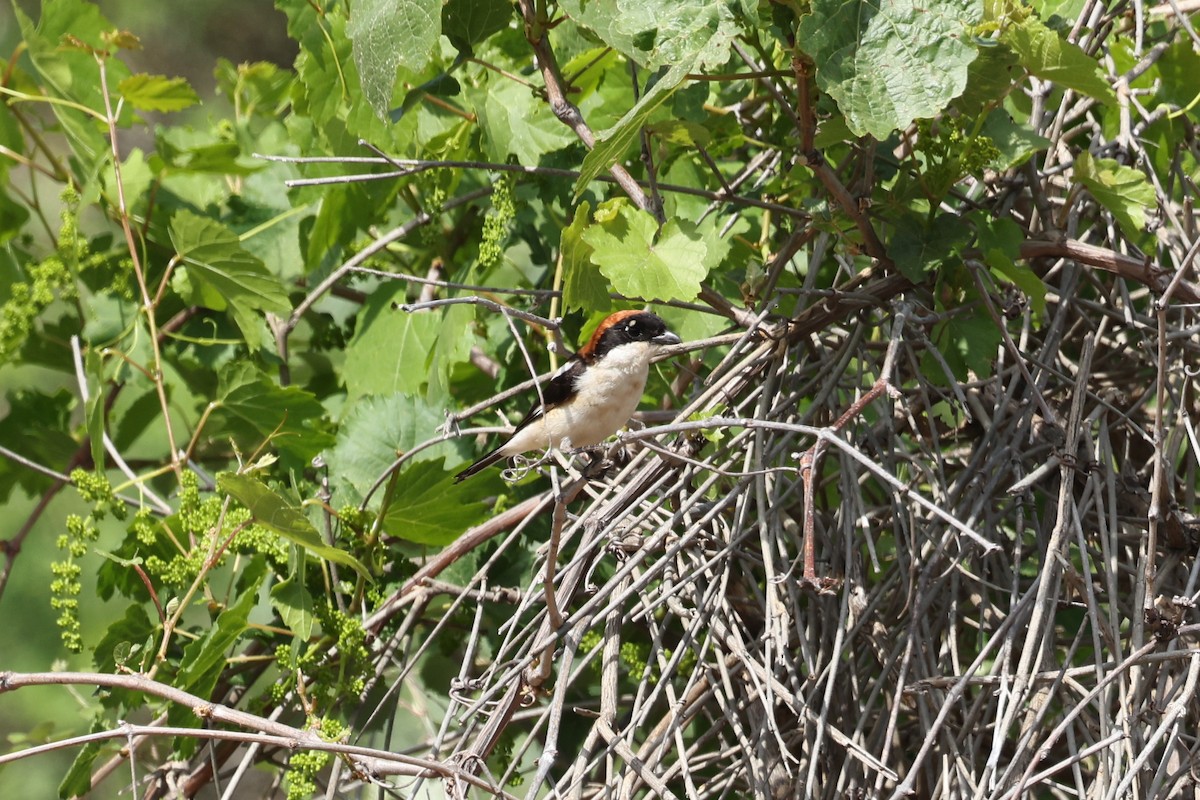 Woodchat Shrike - Ian Thompson