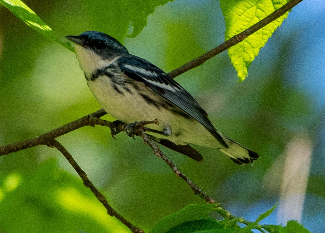 Cerulean Warbler - Richard Thunen