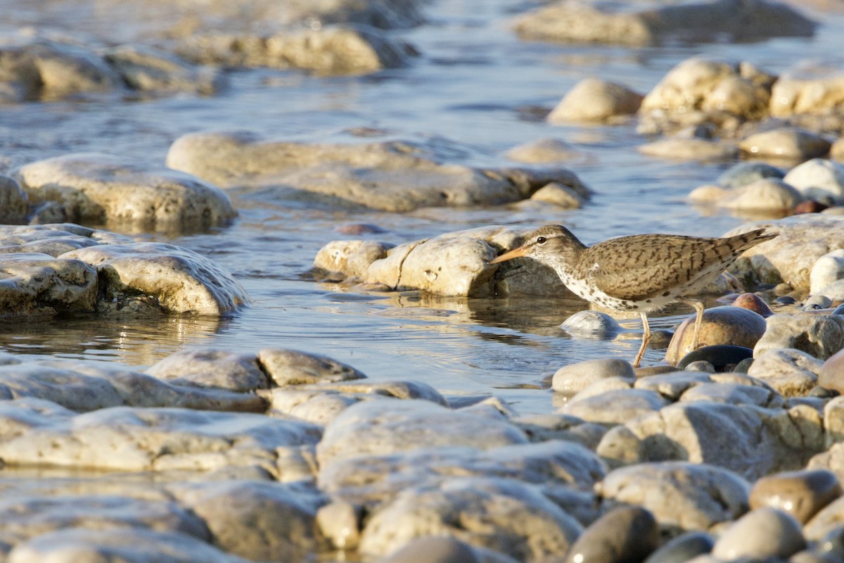 Spotted Sandpiper - Steve Bielamowicz