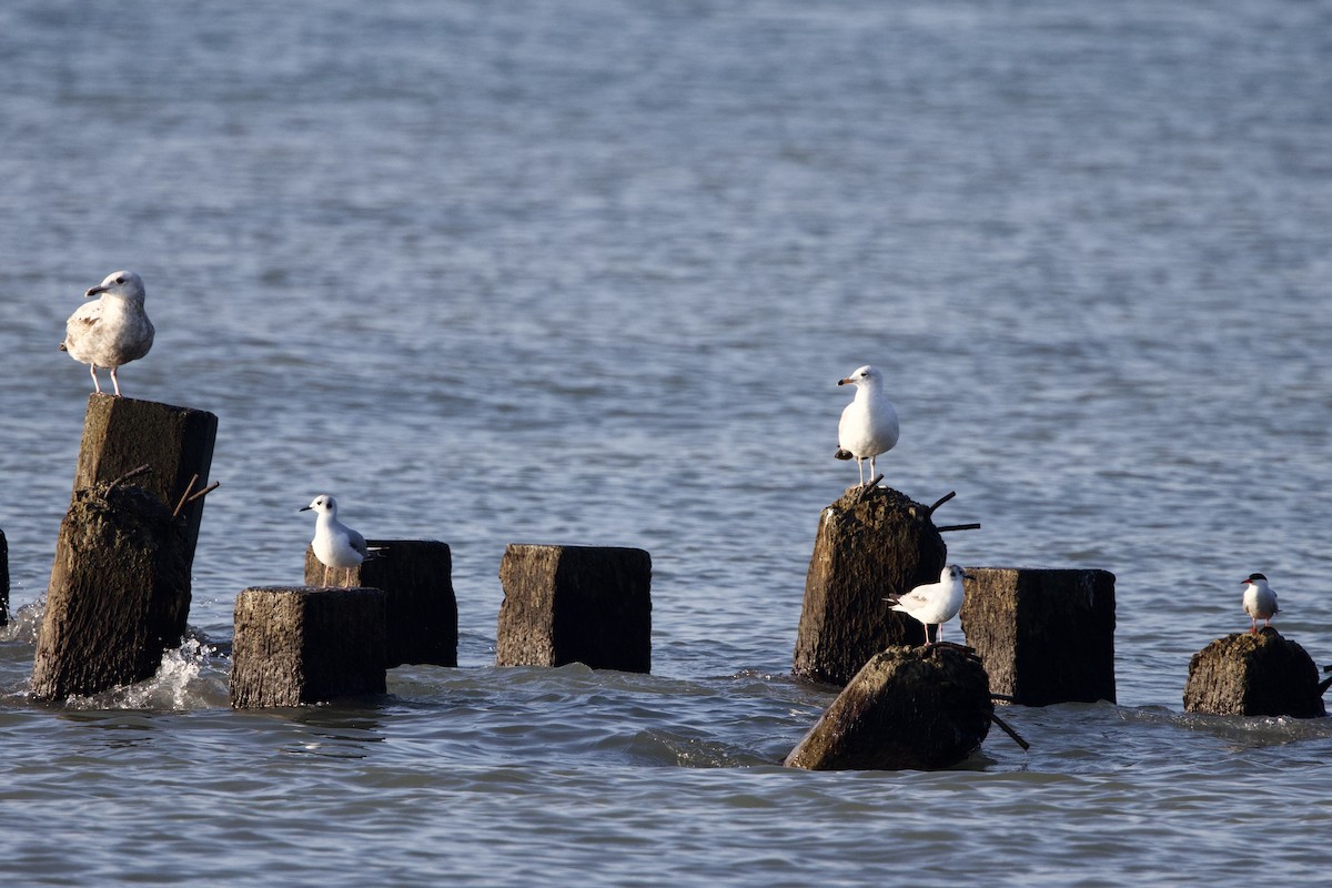 Bonaparte's Gull - ML619468361