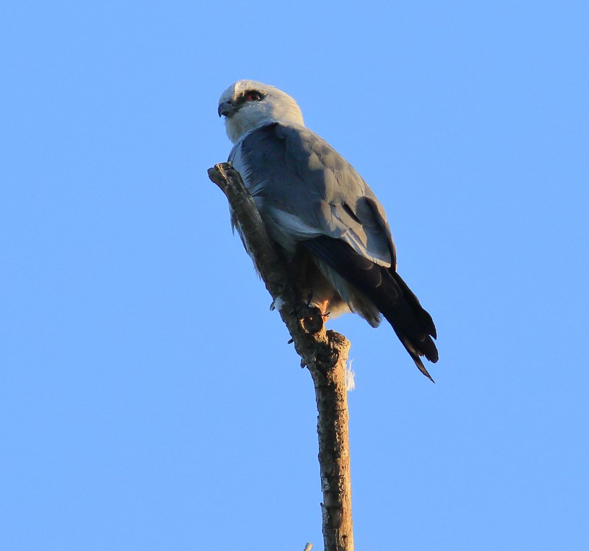 Mississippi Kite - James Porter