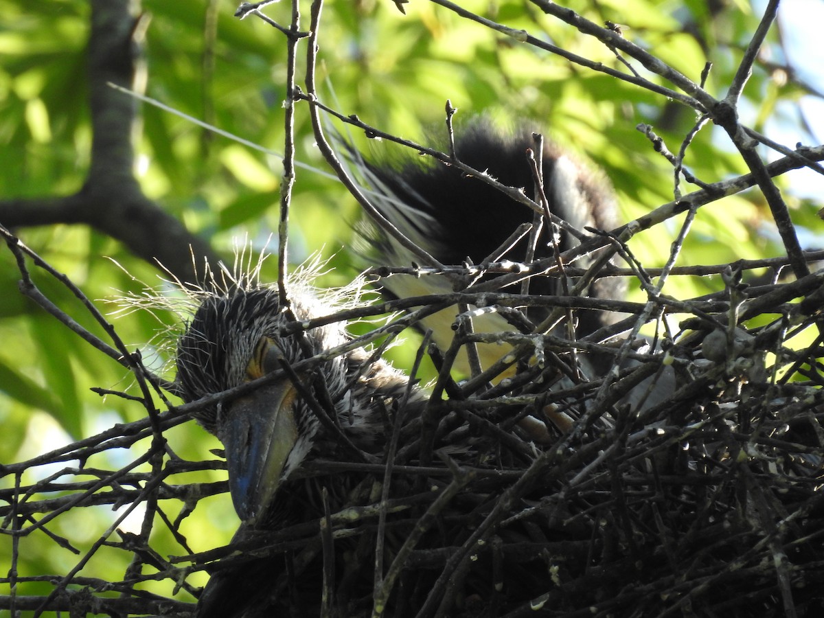 Yellow-crowned Night Heron - Laura Mae