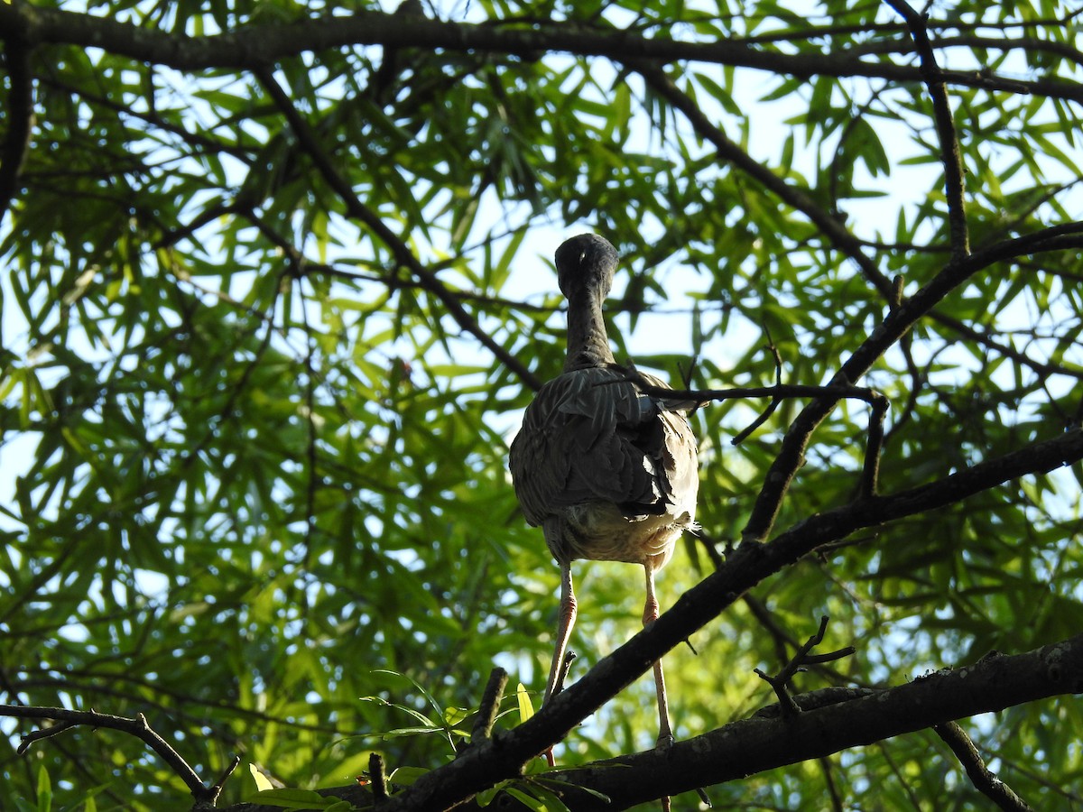 Yellow-crowned Night Heron - Laura Mae