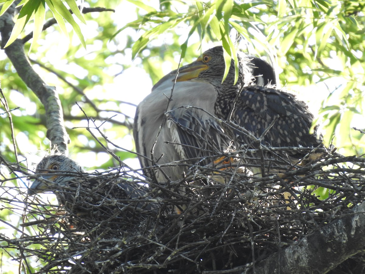 Yellow-crowned Night Heron - Laura Mae