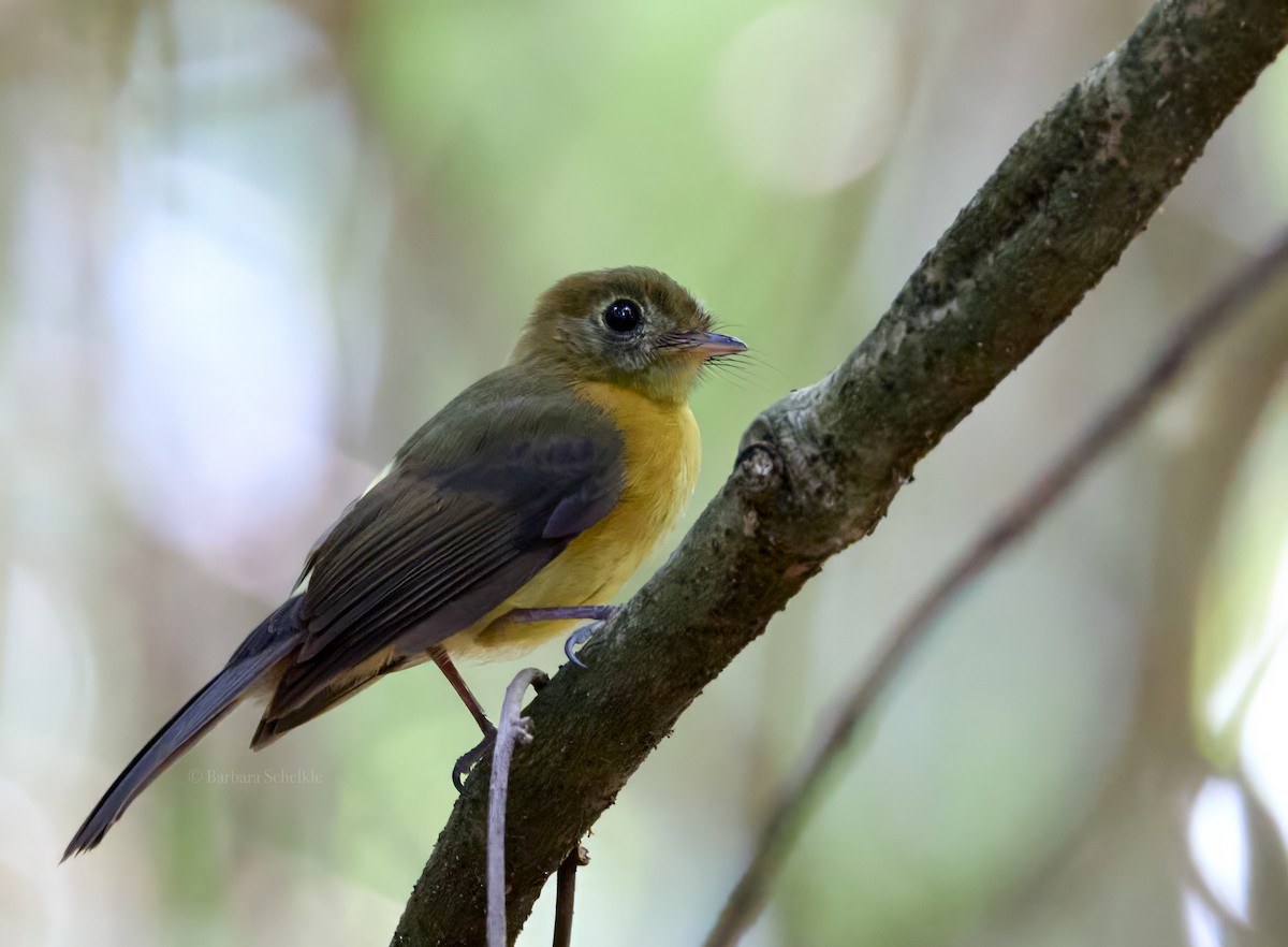 Sulphur-rumped Flycatcher - Barbara S