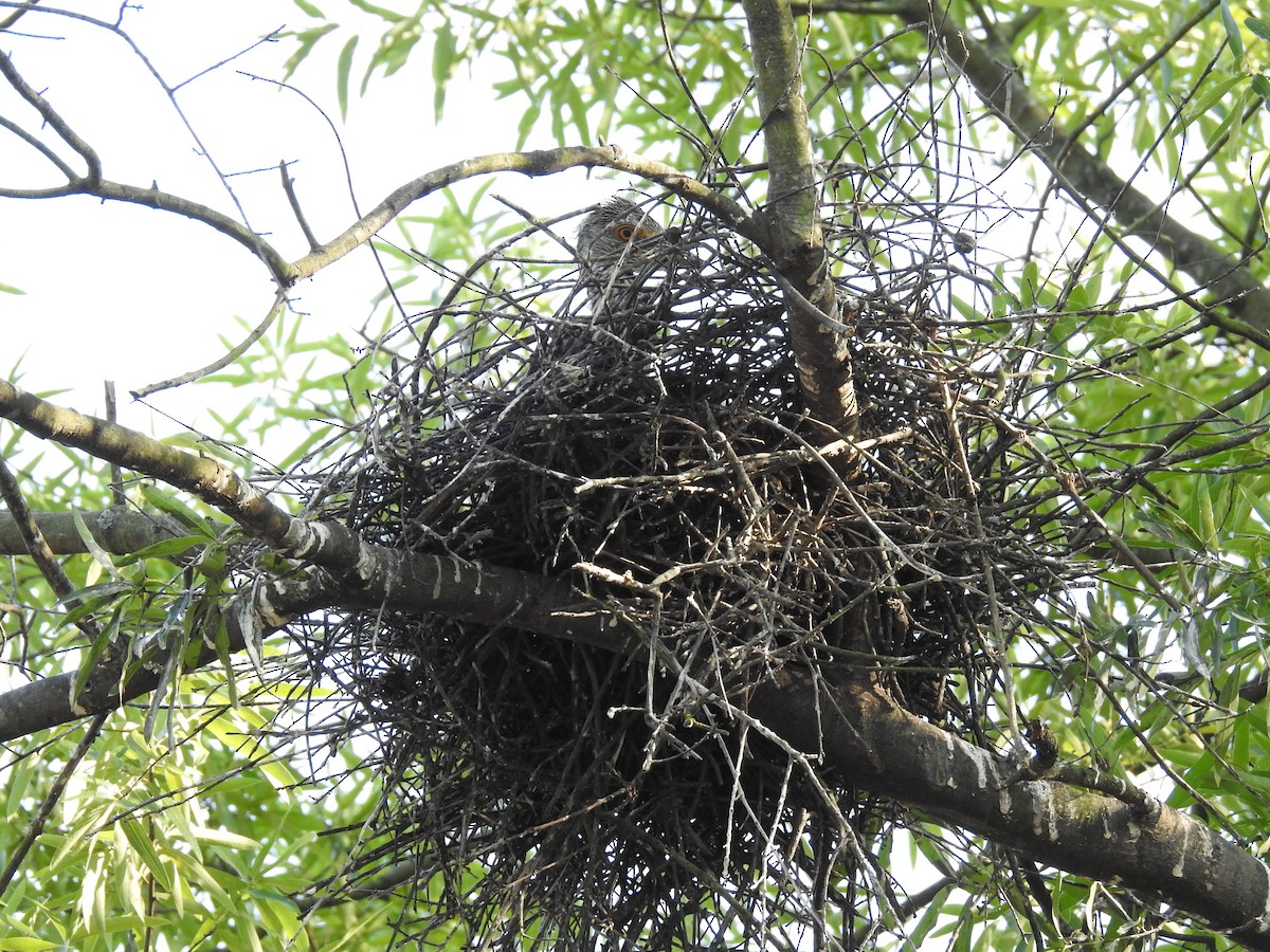 Yellow-crowned Night Heron - Laura Mae