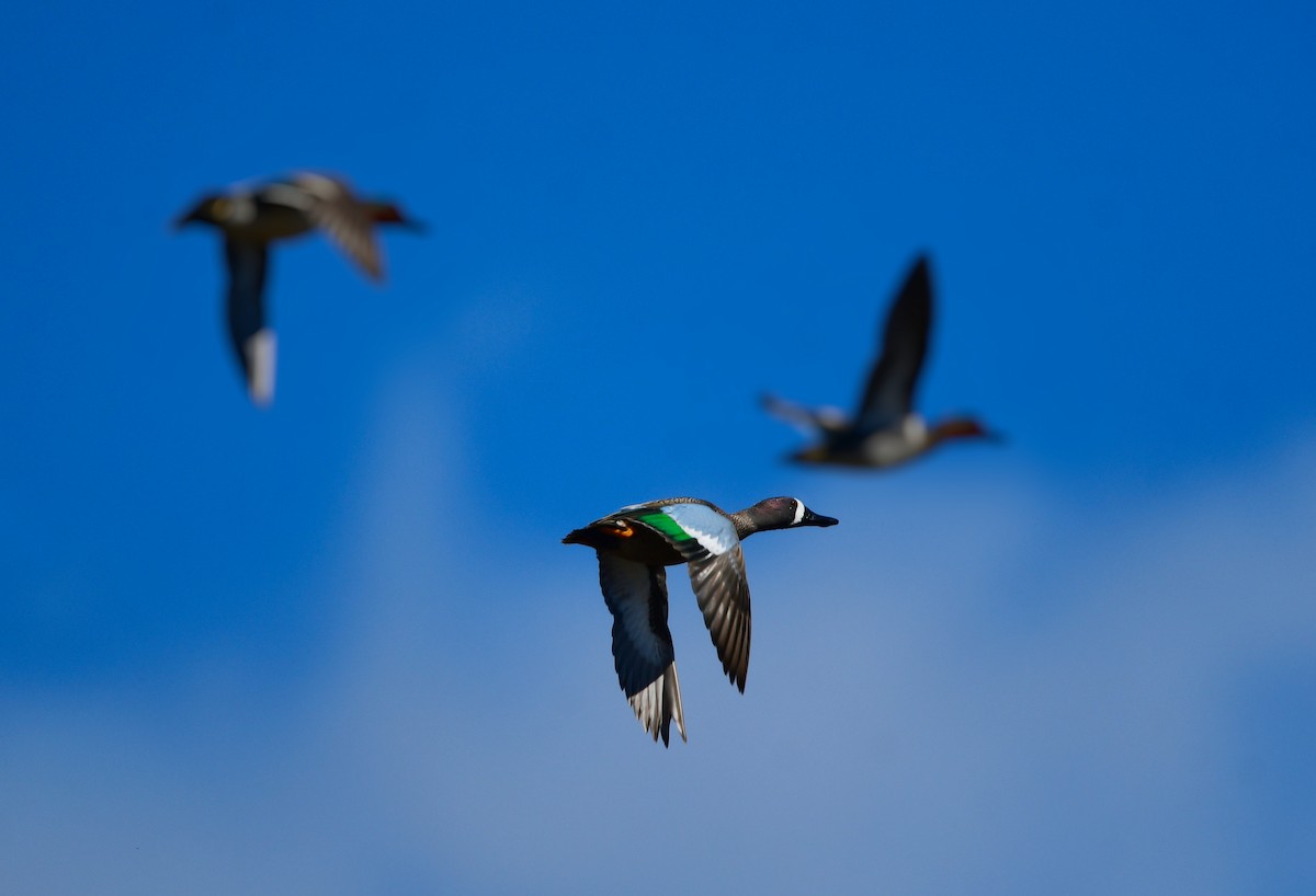 Blue-winged Teal - Chaiby Leiman