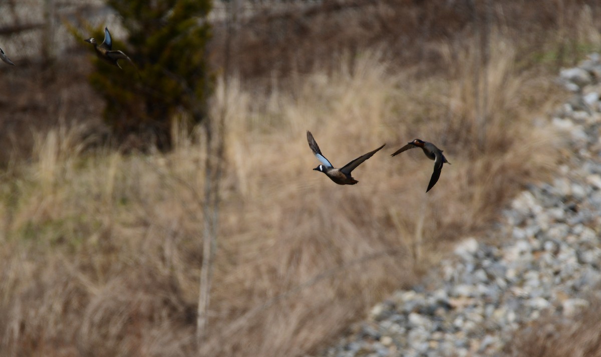 Blue-winged Teal - Chaiby Leiman