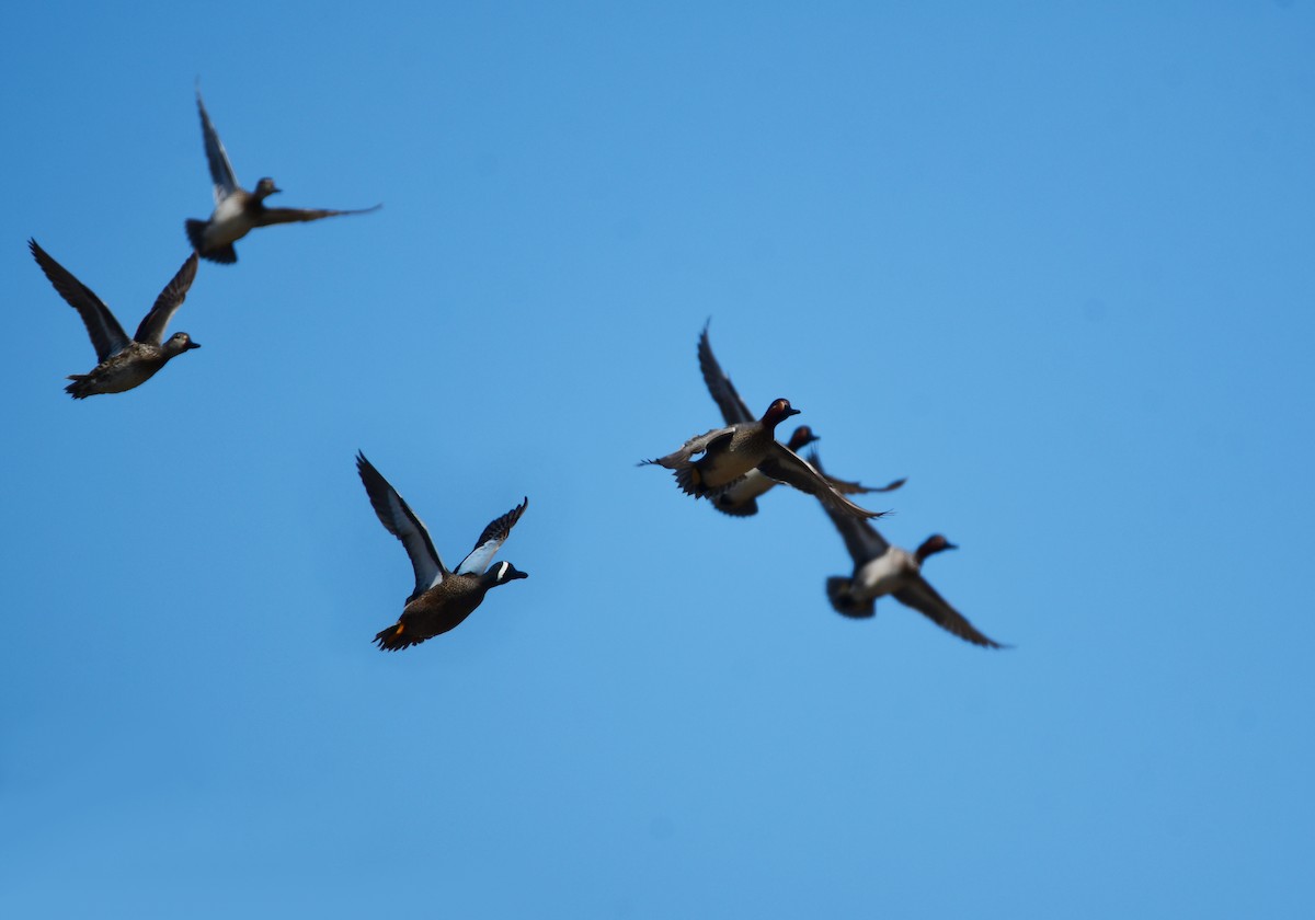 Blue-winged Teal - Chaiby Leiman