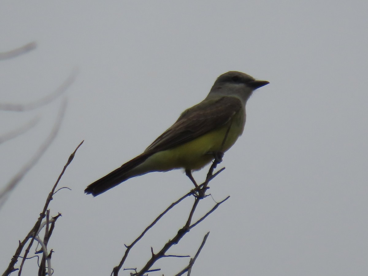 Western Kingbird - ML619468412