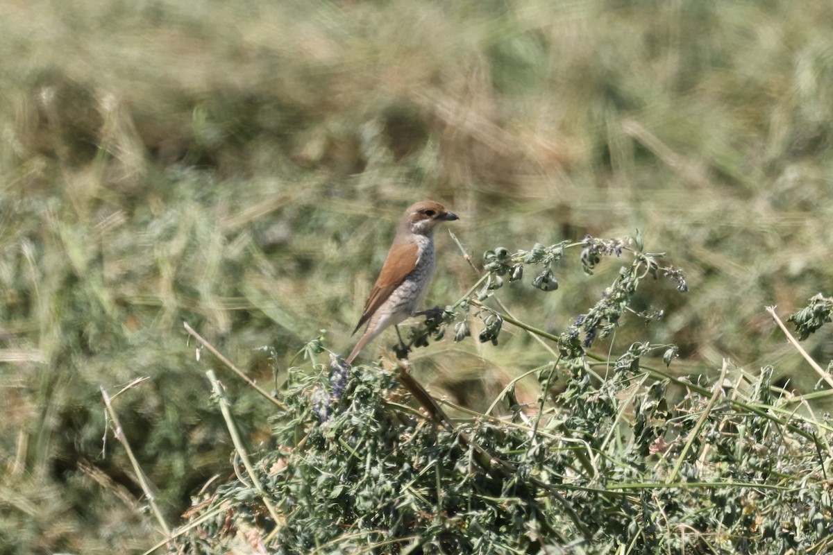 Red-backed Shrike - Ian Thompson