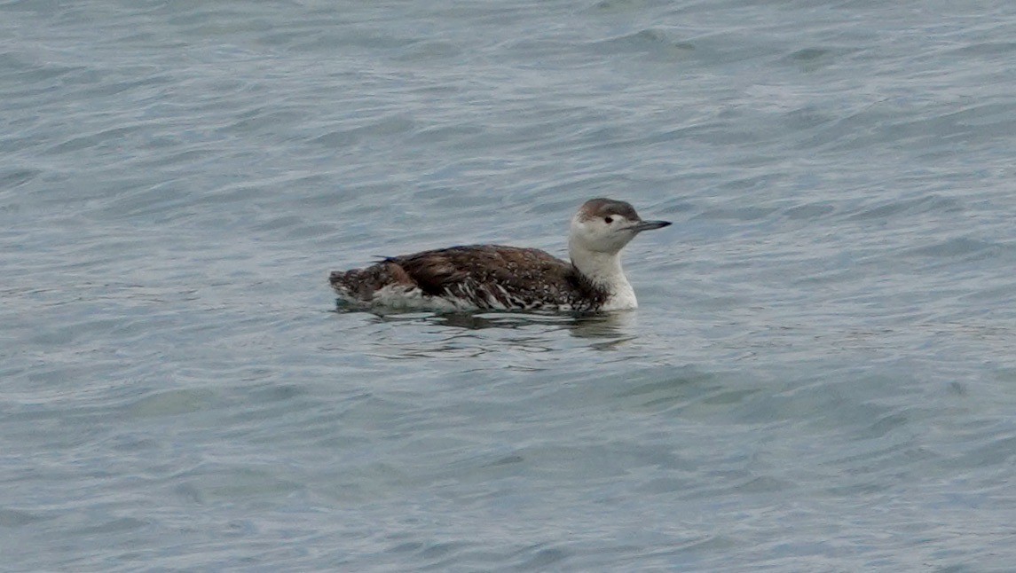 Red-throated Loon - TK Birder