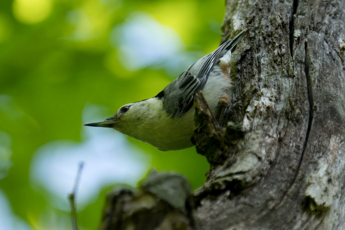 White-breasted Nuthatch - Paco Luengo