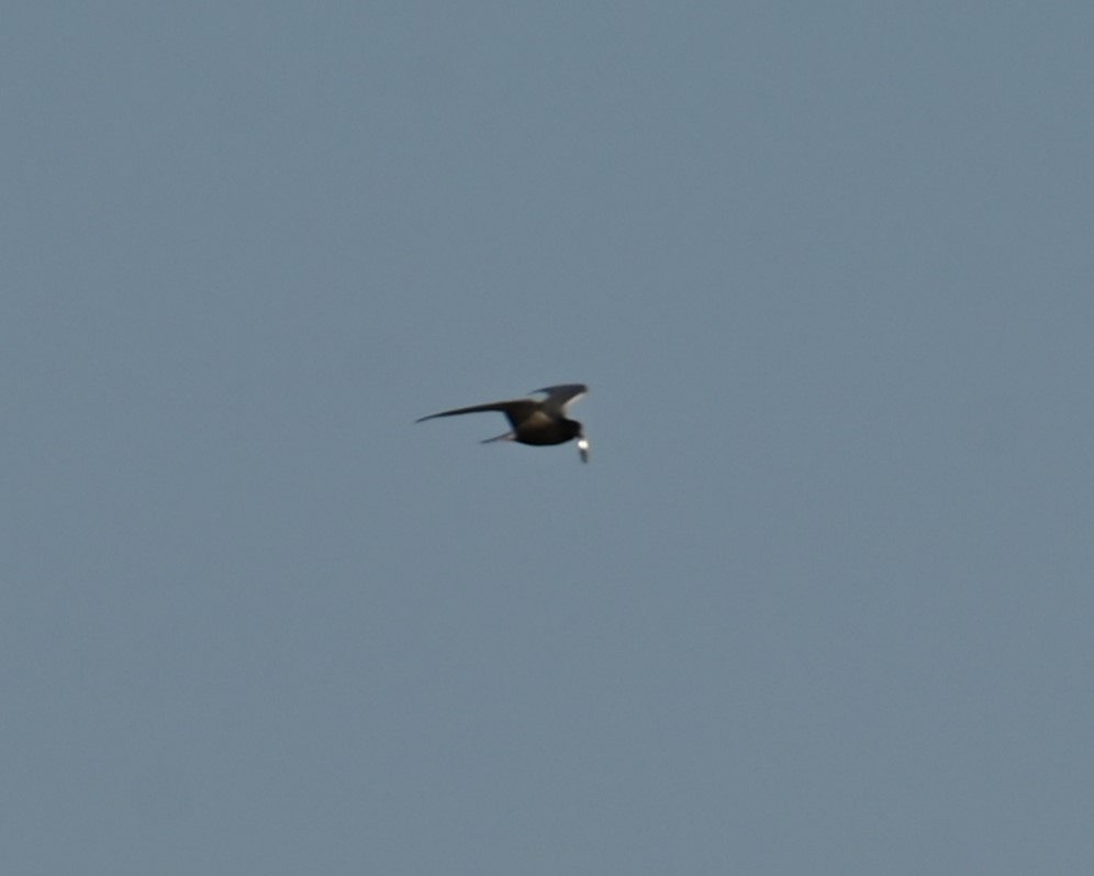 Black Tern - ML619468428