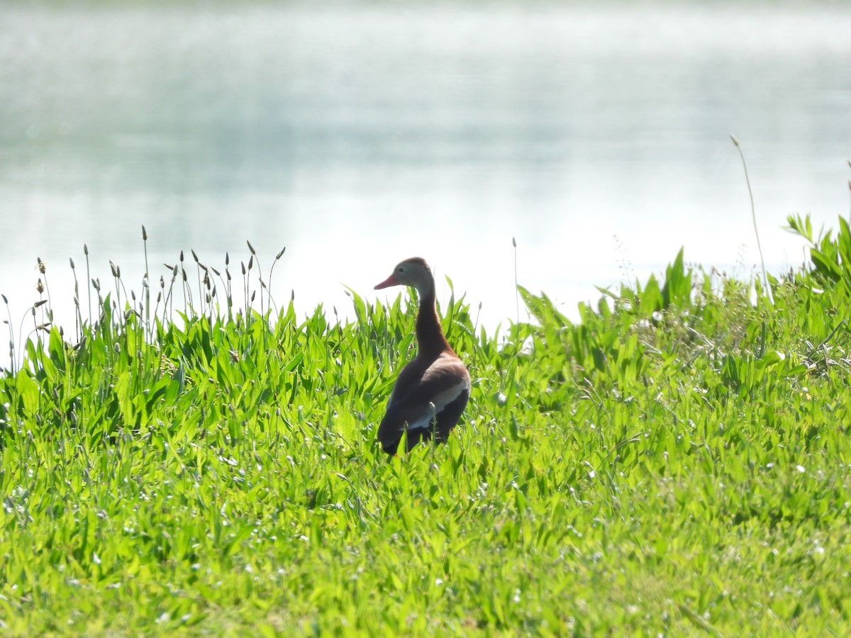 Black-bellied Whistling-Duck - ML619468436