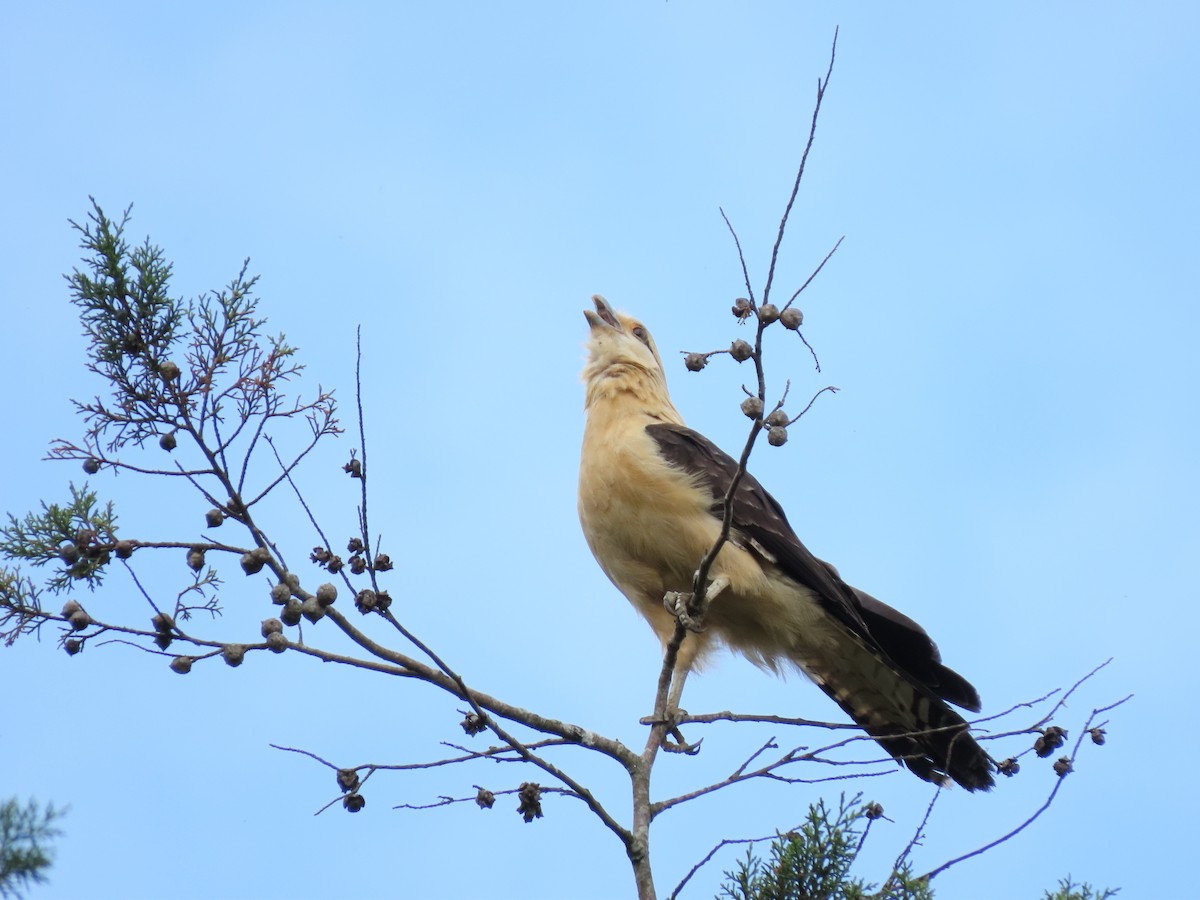 Yellow-headed Caracara - Cristian Cufiño