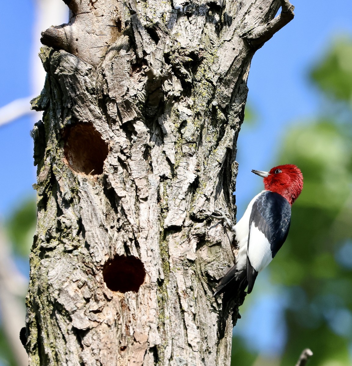 Red-headed Woodpecker - Denny Porter