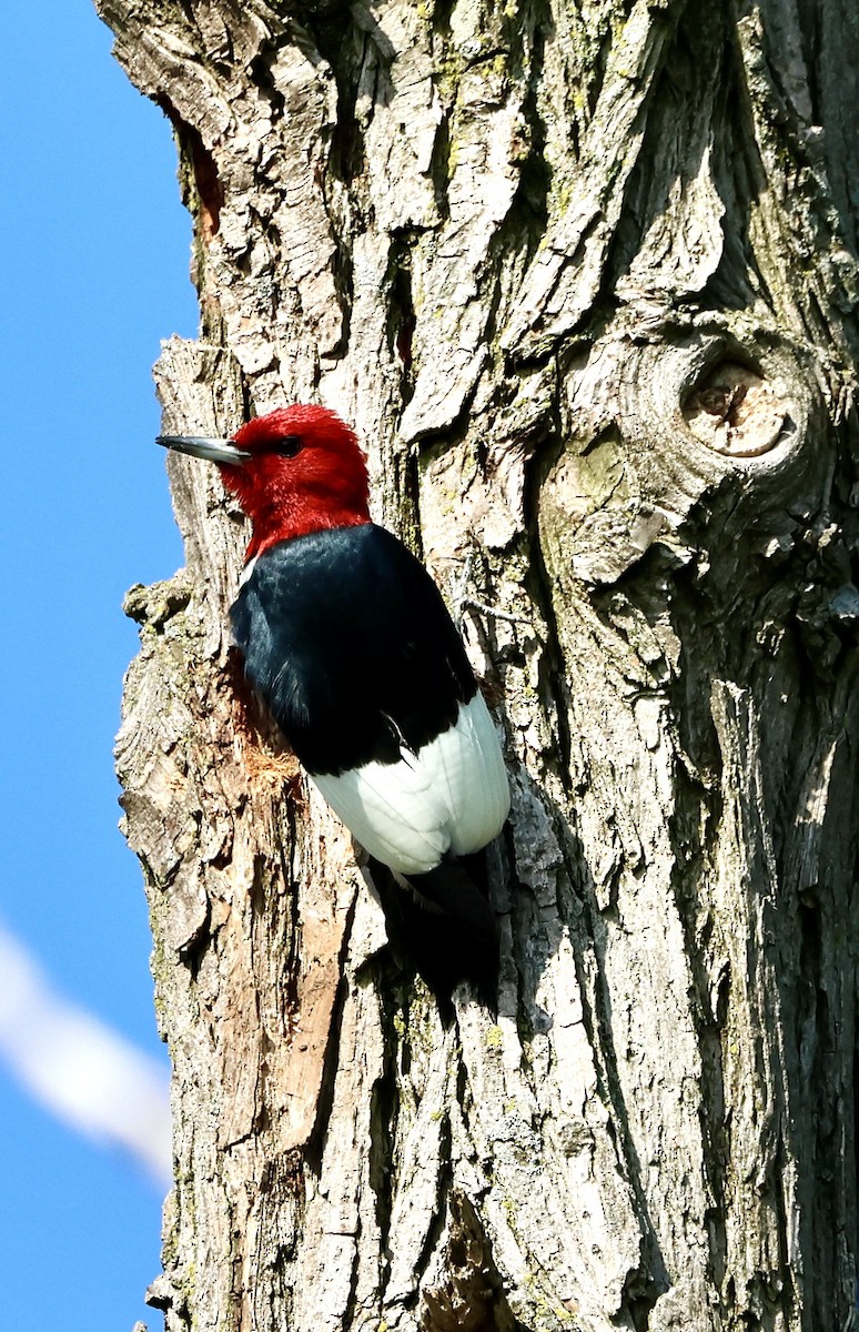 Red-headed Woodpecker - Denny Porter