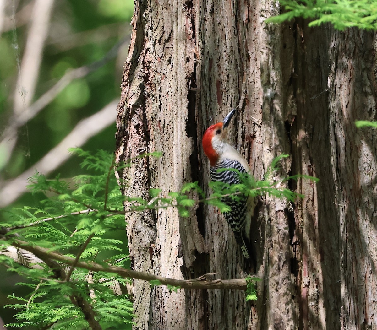 Red-bellied Woodpecker - Denny Porter