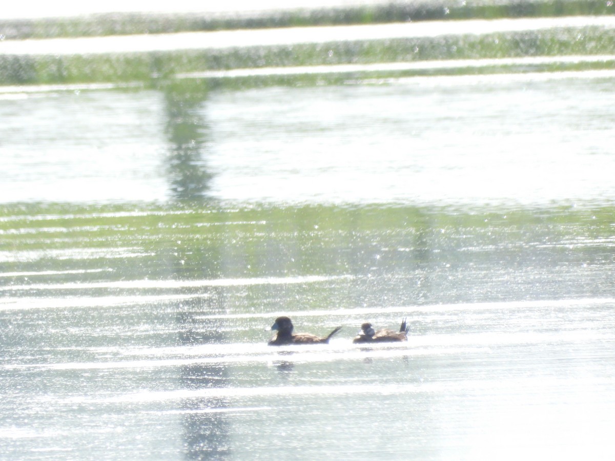 Ruddy Duck - ML619468453