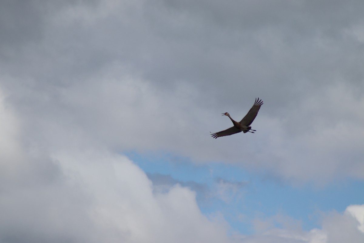 Sandhill Crane - Mark Kamprath