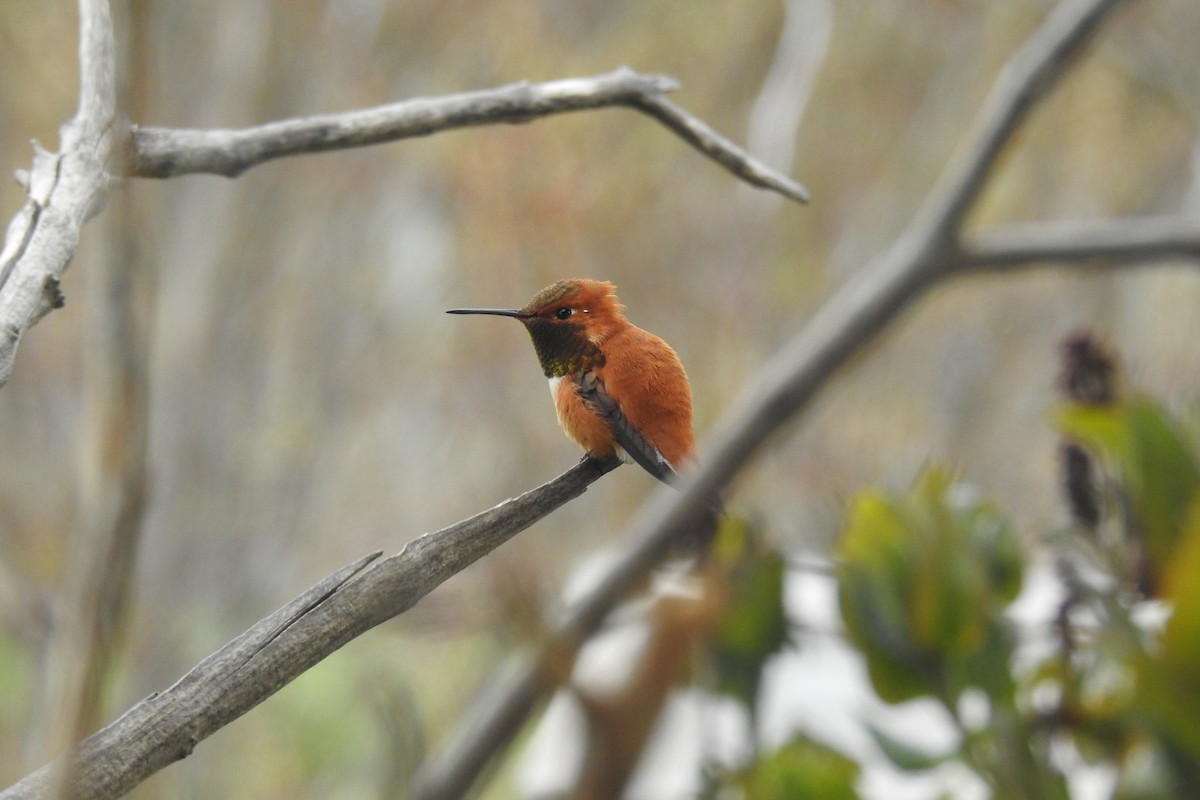 Rufous Hummingbird - Nicola Finch