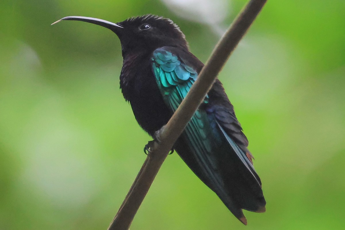 Purple-throated Carib - Pam Rasmussen