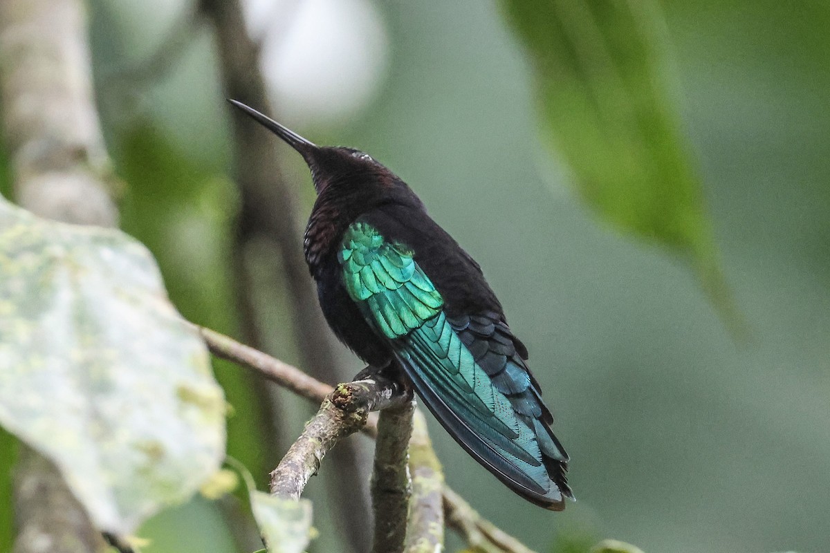 Purple-throated Carib - Pam Rasmussen