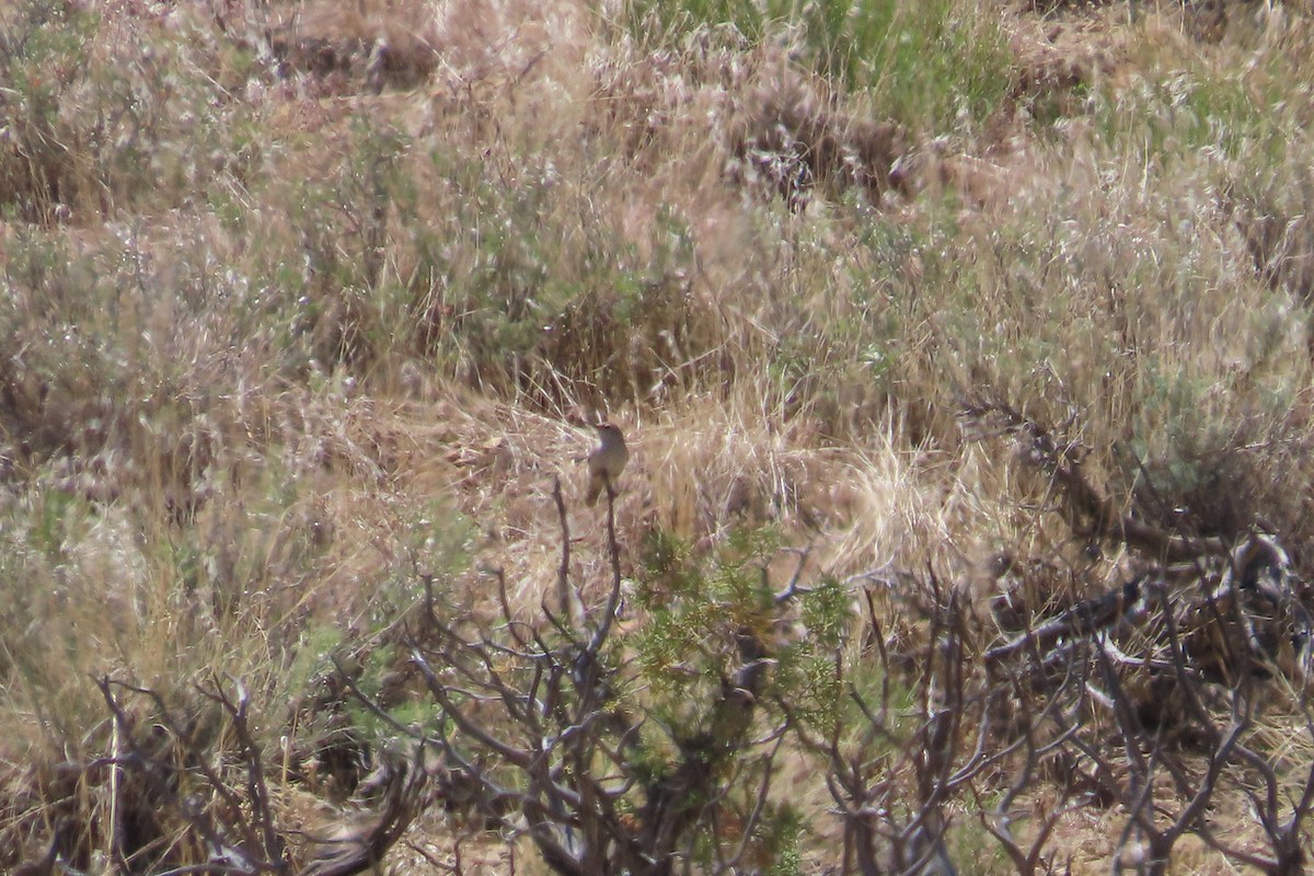 Rock Wren - David Brinkman