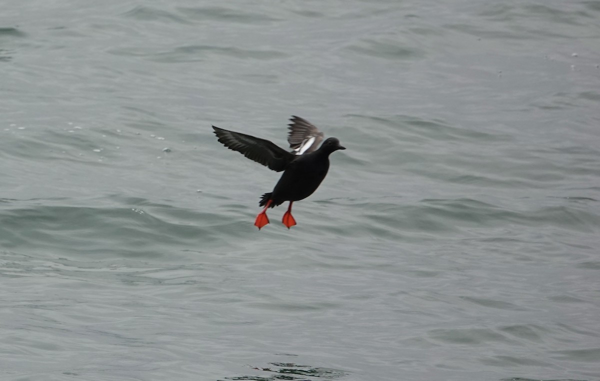 Pigeon Guillemot - TK Birder