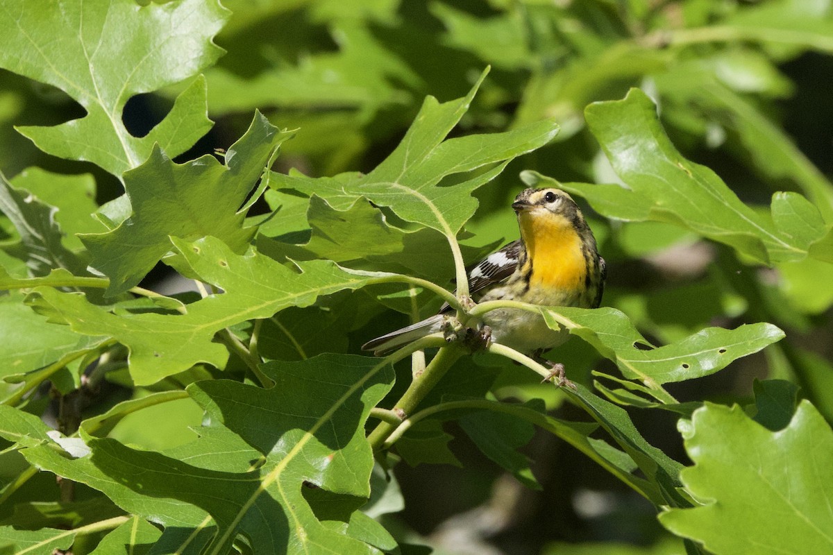 Blackburnian Warbler - Steve Bielamowicz