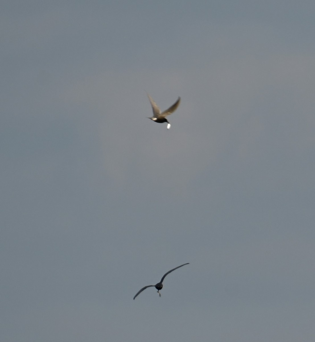 Black Tern - Nicolle and H-Boon Lee