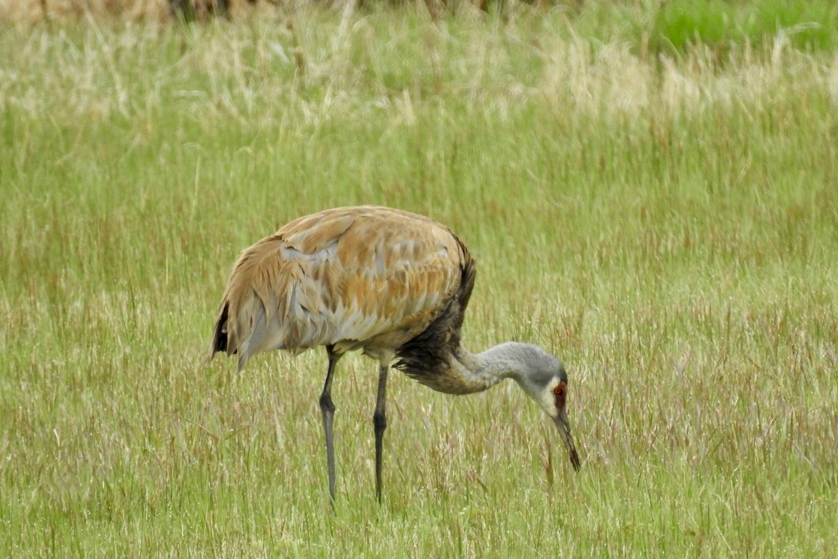 Sandhill Crane - Nicola Finch