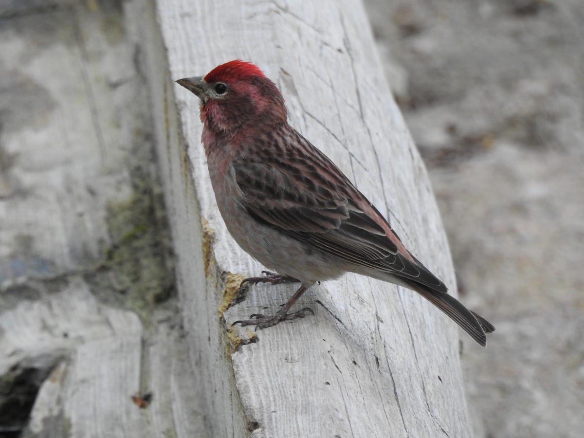 Cassin's Finch - Ruth Schrock