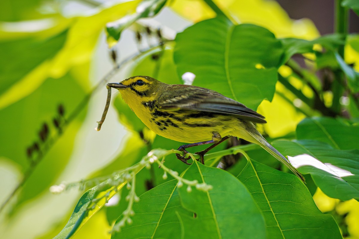 Prairie Warbler - Richard Pockat