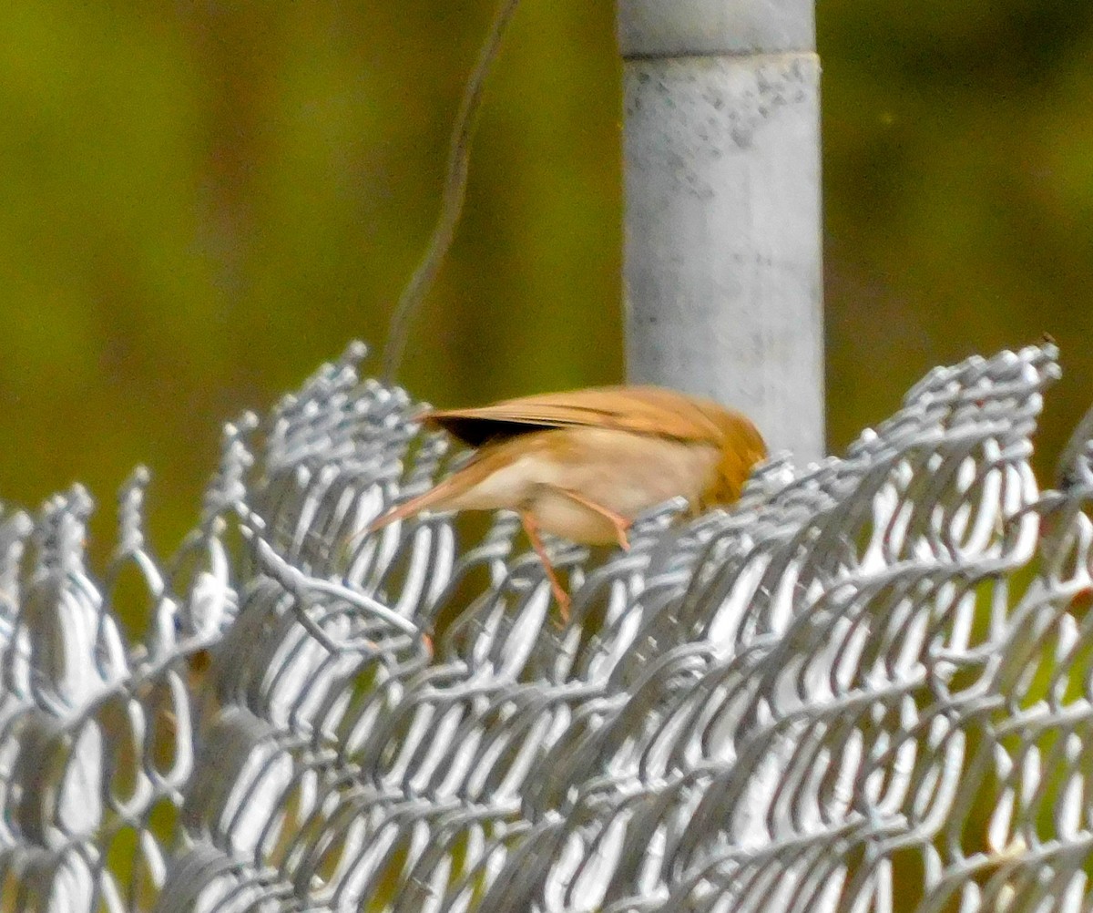 Hermit Thrush - Dan Bilderback