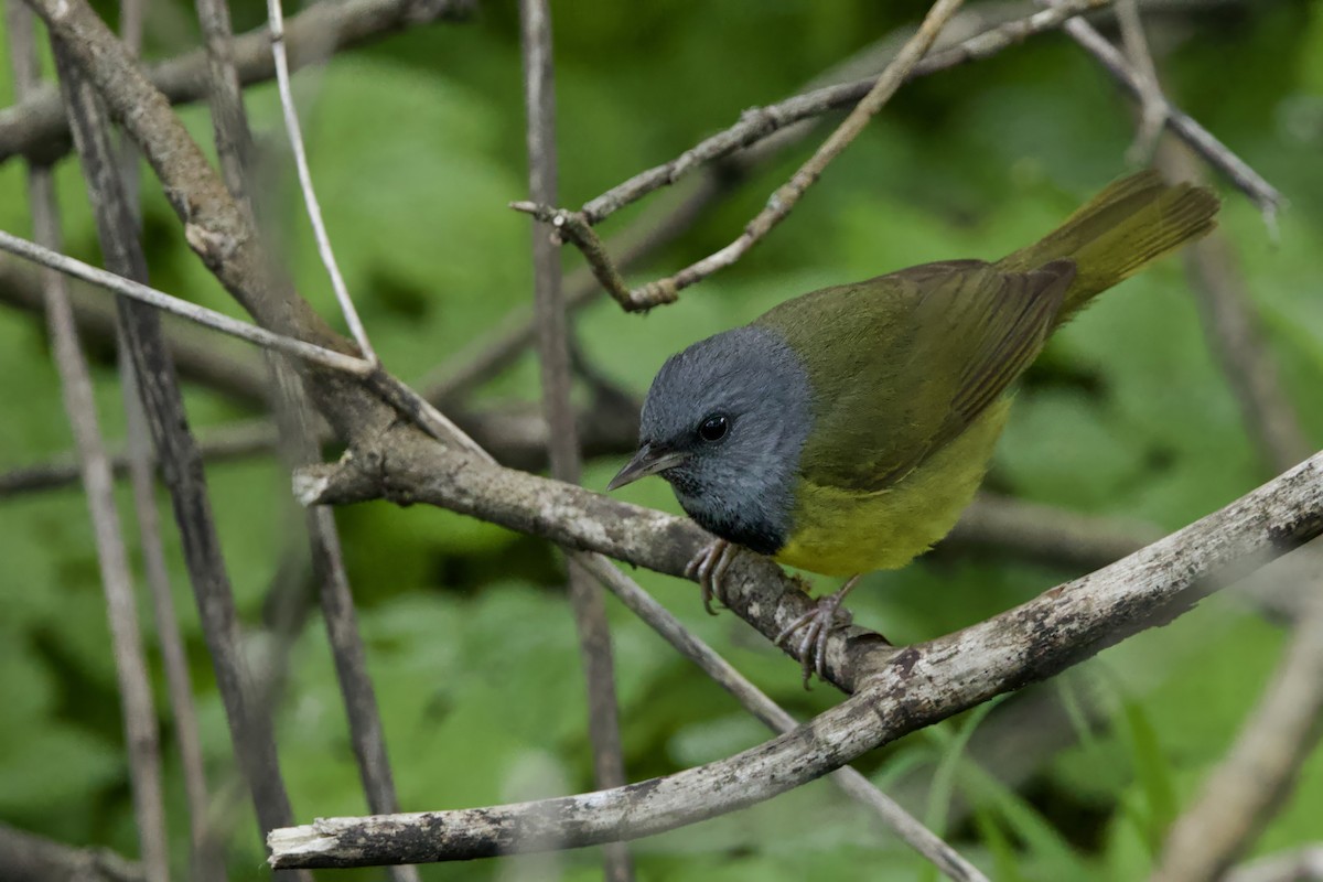 Mourning Warbler - Steve Bielamowicz