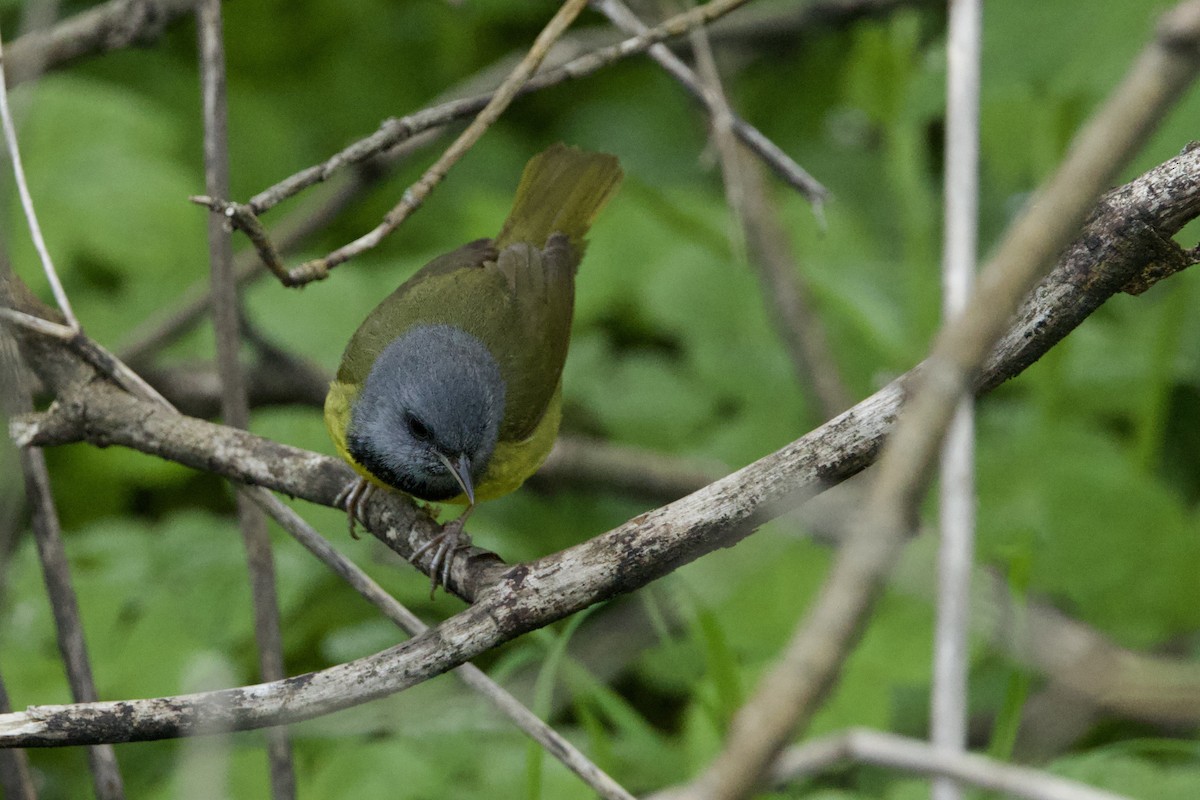 Mourning Warbler - Steve Bielamowicz