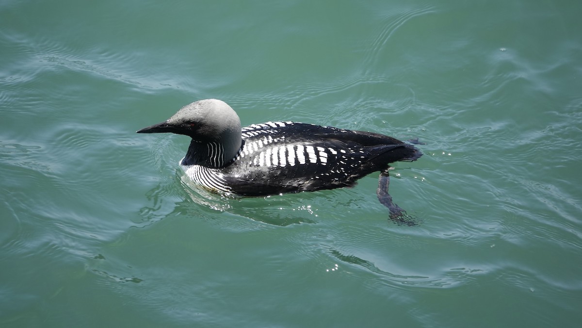 Pacific Loon - TK Birder