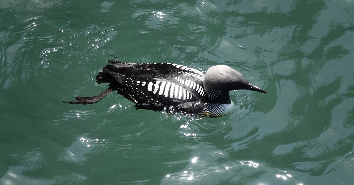 Pacific Loon - TK Birder