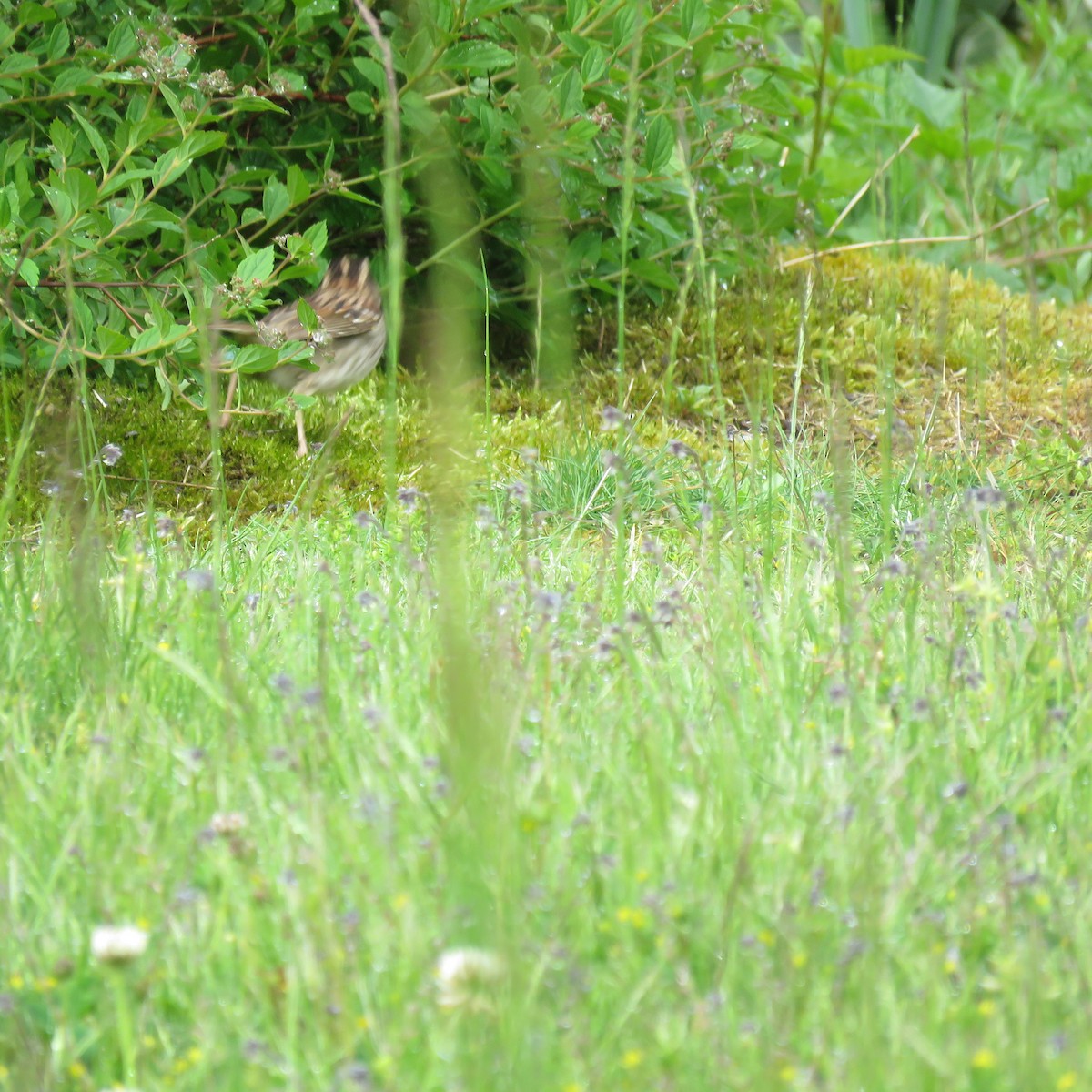 White-throated Sparrow - ML619468505