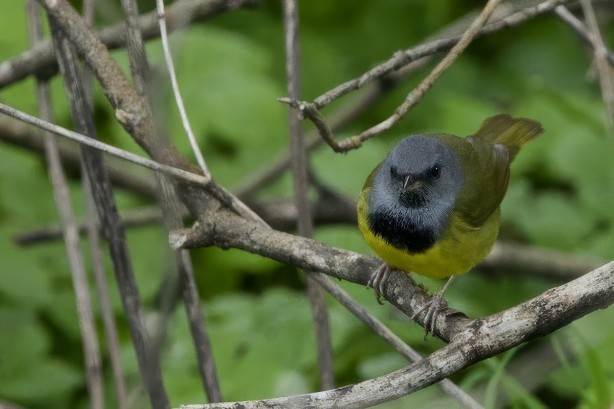 Mourning Warbler - Steve Bielamowicz