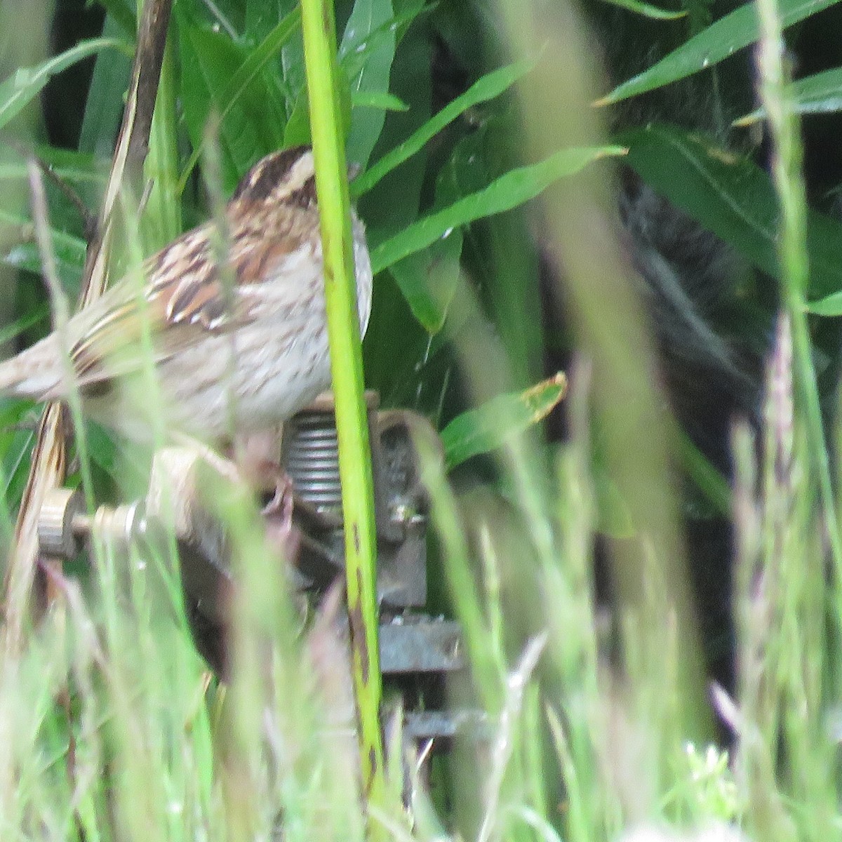 White-throated Sparrow - ML619468507