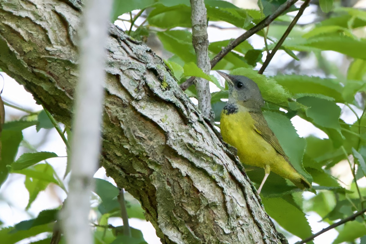 Mourning Warbler - Steve Bielamowicz